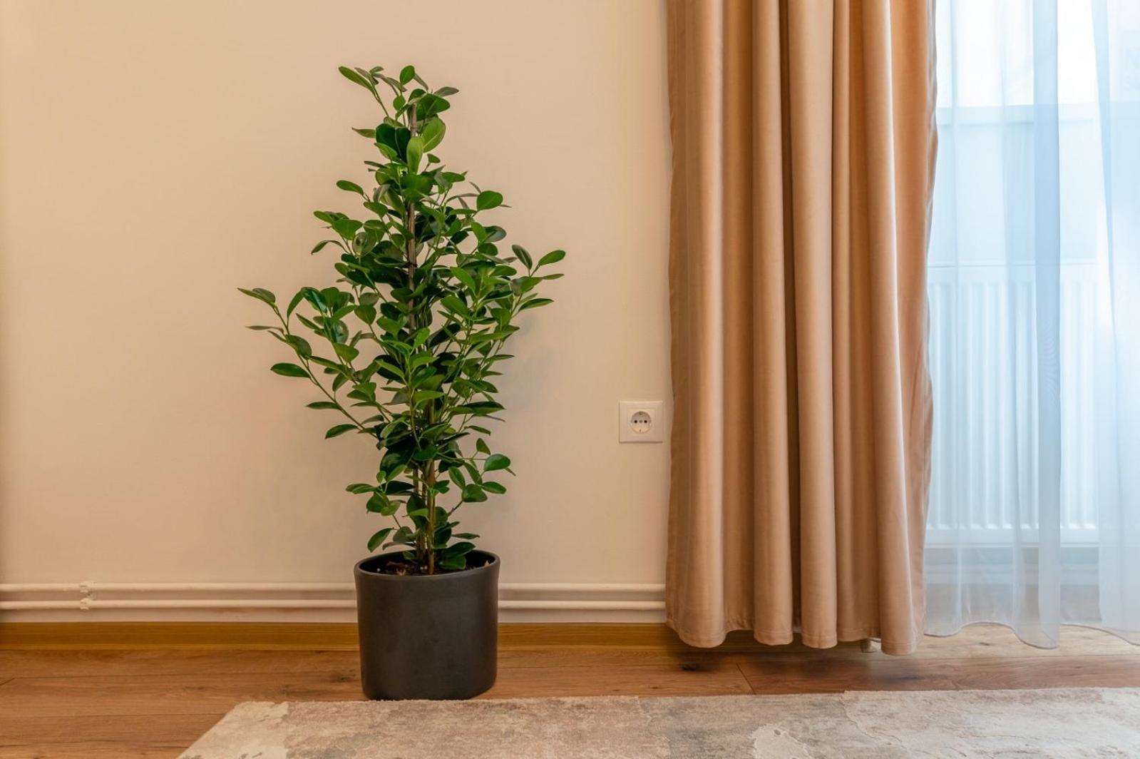 Apartment Balcescu No 10 Sibiu Exteriér fotografie
